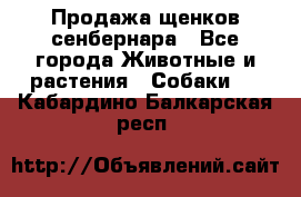 Продажа щенков сенбернара - Все города Животные и растения » Собаки   . Кабардино-Балкарская респ.